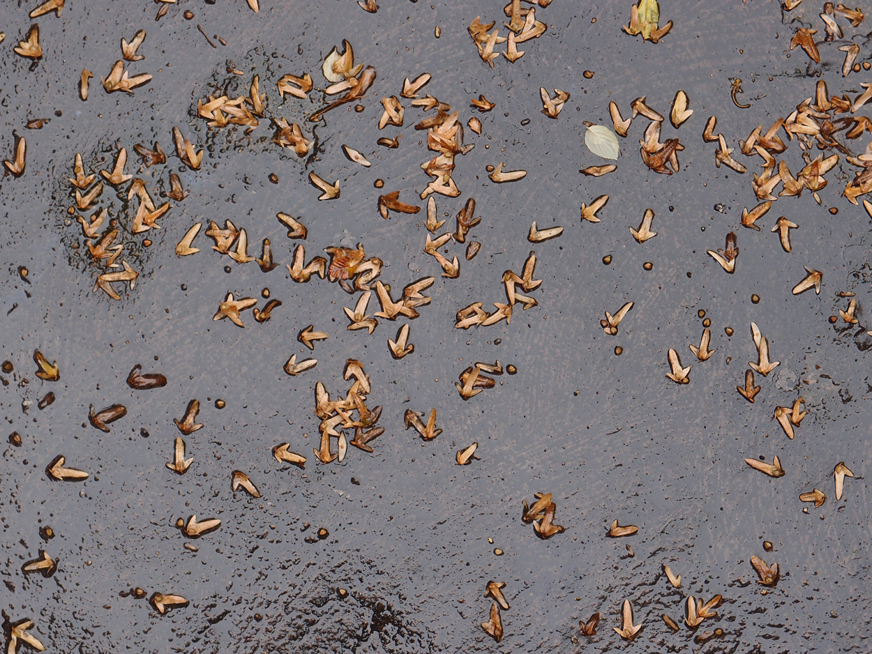 2019-09-17 Blätter auf (feuchtem) Boden